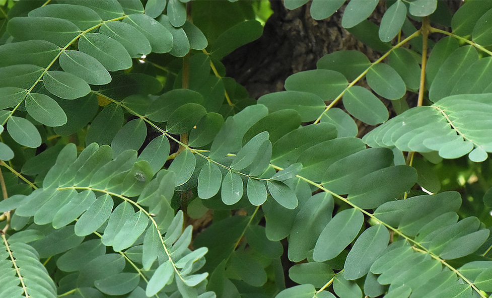 Tipuana Zoo Barcelona
